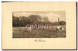 Old Postcard Cow Cows Grazing In
