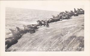 Alaska Sitka Sea Lions Salisbury Sound Real Photo