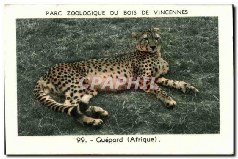 Image Zoo de Vincennes wood cheetah africa