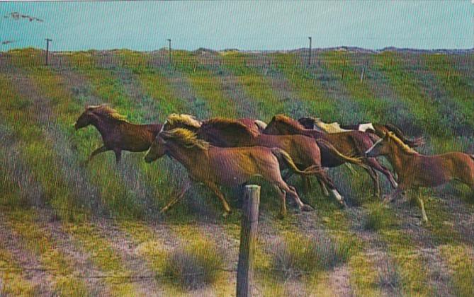 North Carolina Ocracoke Island Wild Ponies On National Park Range