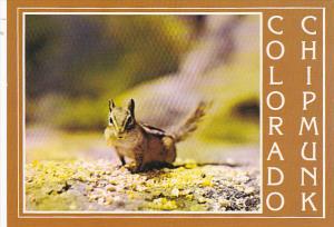 Colorado Chipmunk