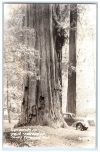 Burl Growth On Giant Redwood At Lane's Redwood Flat Car RPPC Photo Postcard