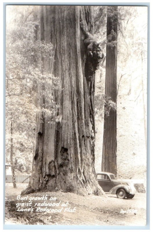 Burl Growth On Giant Redwood At Lane's Redwood Flat Car RPPC Photo Postcard