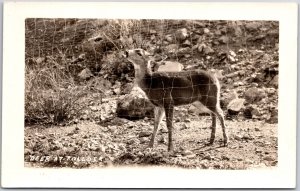 Deer At Pollock Wild Animal Habitat Real Photo RPPC Postcard