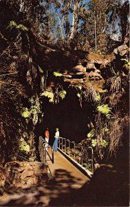 Volcano National Park Hawaii 1980 Postcard The Thurston Lava Tube