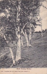 New Hampshire North Conway Birches 1913