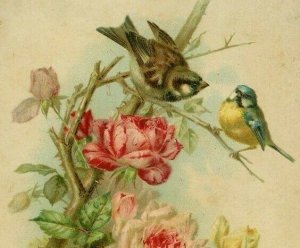 1897 Card Trade Yeast Co Fleishmann Victorian Pink Rose's & Wild Birds 