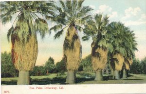 Fan Palm Tree Driveway CA, California - The PCK Peacock Series - DB