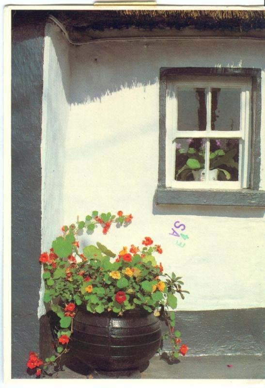 Ireland, Pot Plants, 1985 used Postcard