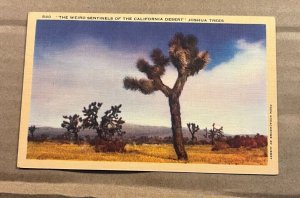 UNUSED .01 LINEN POSTCARD - JOSHUA TREES, CALIFORNIA DESERT