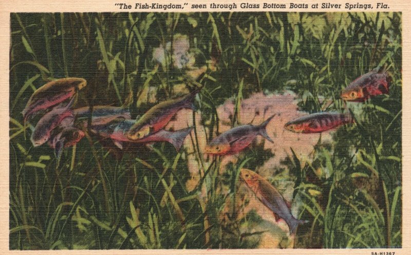 Vintage Postcard Fish Kingdom Through Glass Bottom Boats Silver Springs Florida