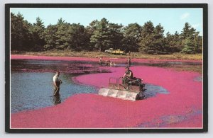 Farm~Cranberry Harvesting Scene @ Cape Cod Massachusetts~Vintage Postcard