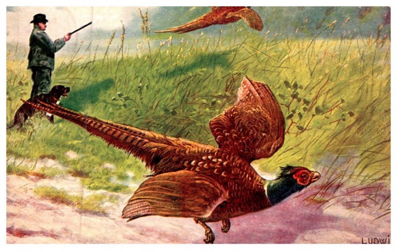 Bird ,   Pheasant , Hunters