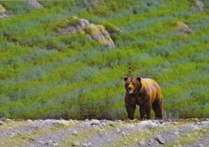 Canada Grizzly Bear