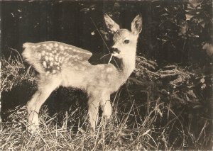 Animal. Fawn Nice modern Swiss postcard