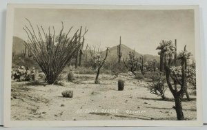 Arizona Desert Real Photo Postcard P3