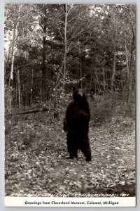 RPPC Beautiful Bear Friendly Challenge Michigan Cloverland Museum Postcard U25