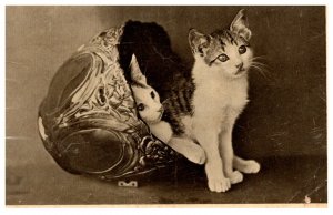 Cats,  Kittins ,  in a bowl