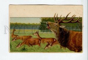 3156940 Hunt DEER by MAILICK vintage colorful PC