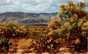 Palo Verde trees desert green bark yellow flowers Arizona pollinators s postcard