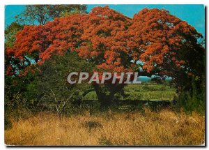 Modern Postcard The Reunion Island Flamboyant