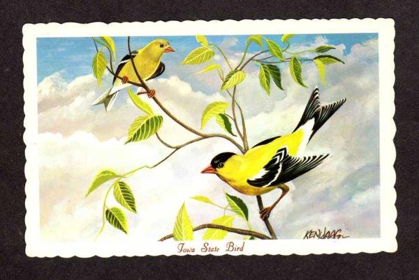 IA Iowa State Bird American Goldfinch Artist Signed Ken Haag Postcard PC