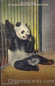 Brookfield Zoo, Chicago Illinois, USA Bear, Panda Bears Unused 