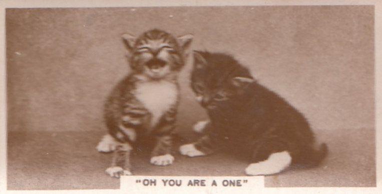 You Are An Attention Grabbing One Cat Old Real Photo Cigarette Card