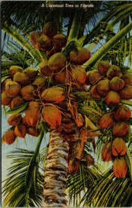 Vtg 1940s A Coconut Tree in Miami Beach Florida FL Unused Linen Postcard