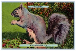 1940 Nut Cracker White Mountains New Hampshire Squirrel Vintage Antique Postcard