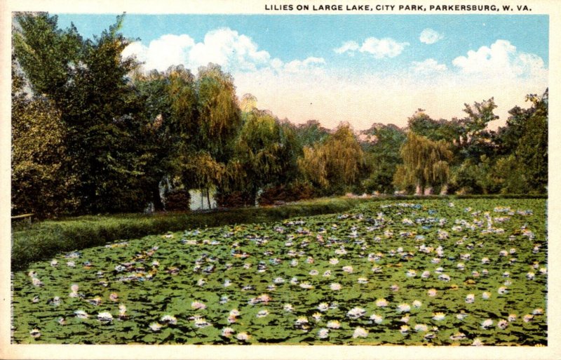 West Virginia Parkersburg City Park Lilies On Large Lake