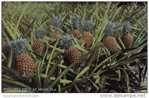 Florida Miami Pineapple Field At Miami