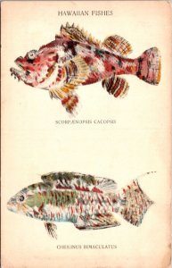 Postcard Hawaiian Fishes Scorpaenopsis Cacopsis Ceilings Bimaculatus