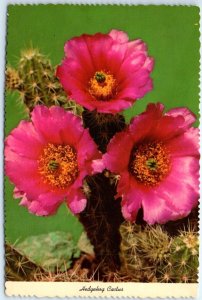 Postcard - Warty Hedgehog Cactus (Echinocereus Enneacanthus) - the Southwest