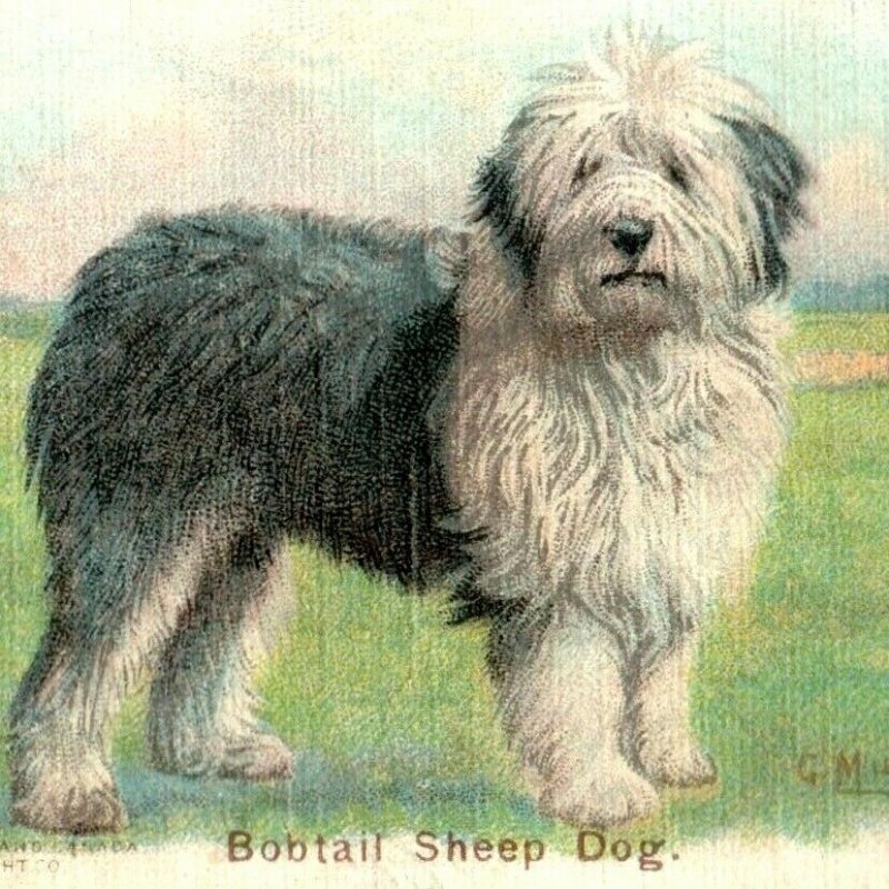 1900s Dwight's Soda New & Champion Dog Series Bobtail Sheep Dog Lot Of 5 P222