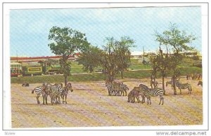 Zebras roam the Inner Veldt at Busch Gardens, Tampa,Florida,40-60s