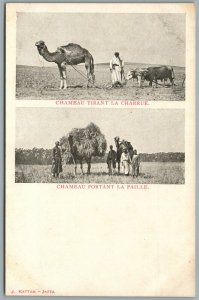 PALESTINE BEDUINS w/ CAMELS ANTIQUE POSTCARD Judaica by J. Kattan Jaffa