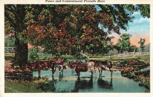 Vintage Postcard 1941 Cows on the River Pastoral Farm Cattle Raising Dairy Milk