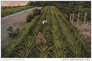 Cuba Campo De Pinas Pineapple Field