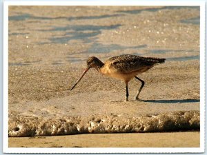 Postcard - Marbled Godwit (Limosa fedoautarius perducens) - Southern California