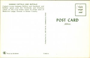 Kansas Cattalo Buffalo Hereford Clup Elsea Ranch KS Barber County VTG Postcard 