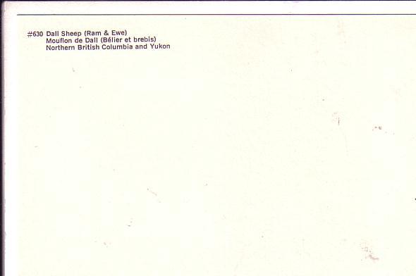 Dall Sheep Ram and Ewe