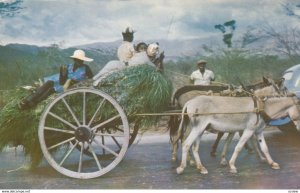 Donkey Cart , JAMAICA , 1963 ; Homeward Bound!