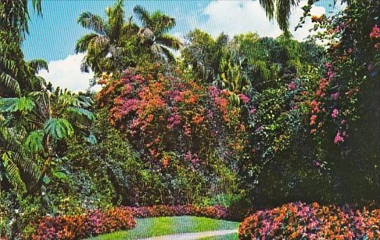 Florida Saint Petersburg Florida's Sunken Gardens In Saint Petersburg Is Ofte...