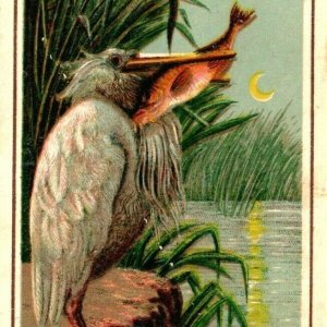 c1880s Pelican Stork Bird Victorian Trade Card Bookmark Moonlight Lake Shore C40