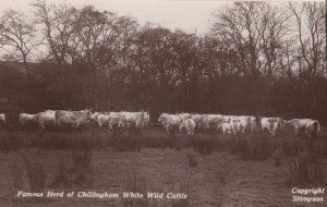 Famous White Chillingham Wild Cattle Cows Real Photo Old Postcard