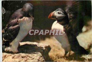 Postcard Modern Brittany in Birds Colors of Brittany and Atlantic Puffin Guil...