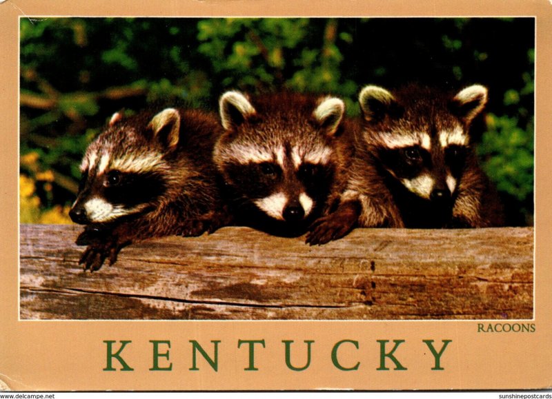 Kentucky Animals Three Little Racoons