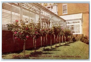 c1950's Grafted Tree Roses Fejeuary Park Green Grass Davenport Iowa IA Postcard