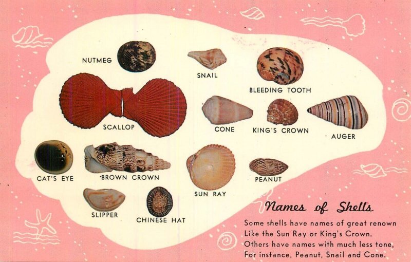 UK names of sea shells Sun Ray King's crown